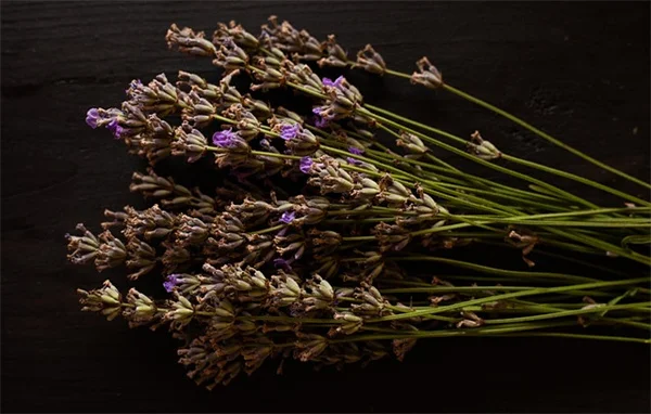 July Gardening Tasks for Northern Rockies and Great Plains: 7 Essential Tips